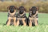 BERGER ALLEMAND 570
